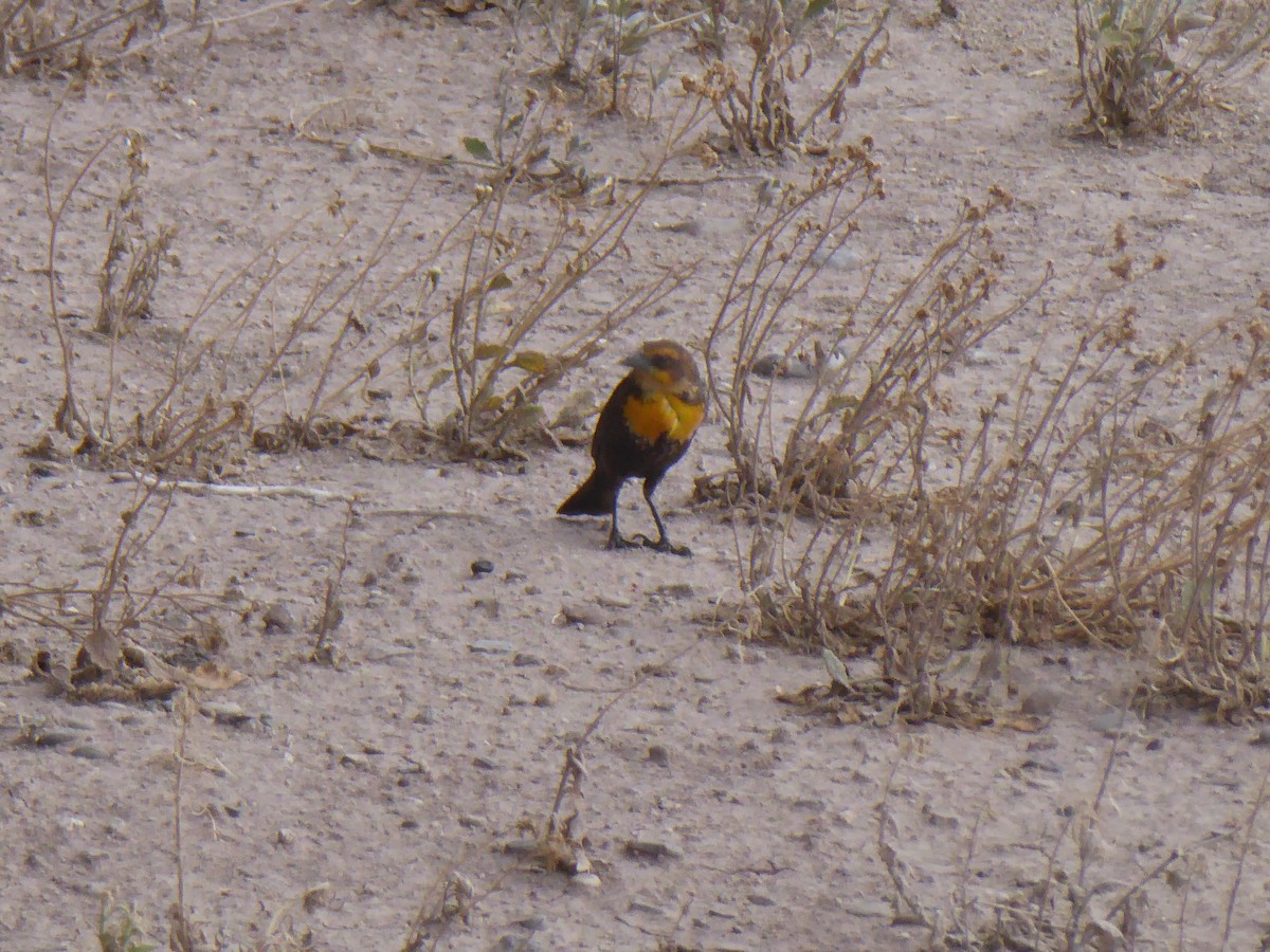Yellow-headed Blackbird - ML156786611