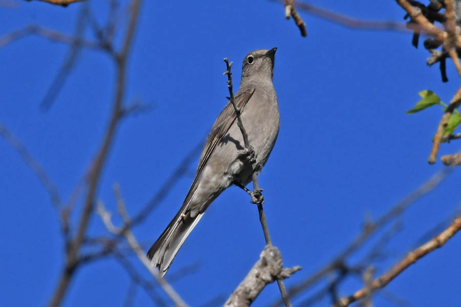 Townsend's Solitaire - Troy Hibbitts