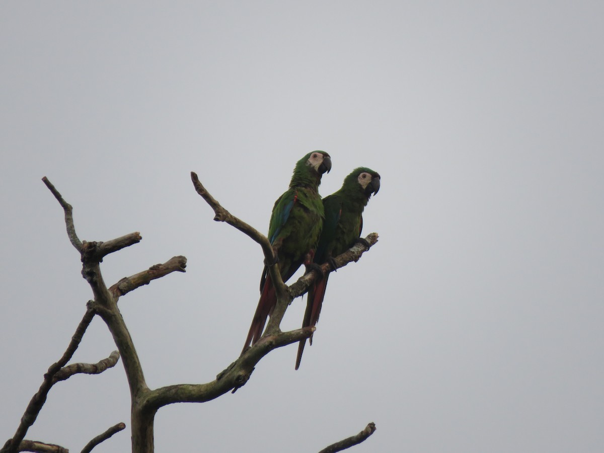 Chestnut-fronted Macaw - ML156793331