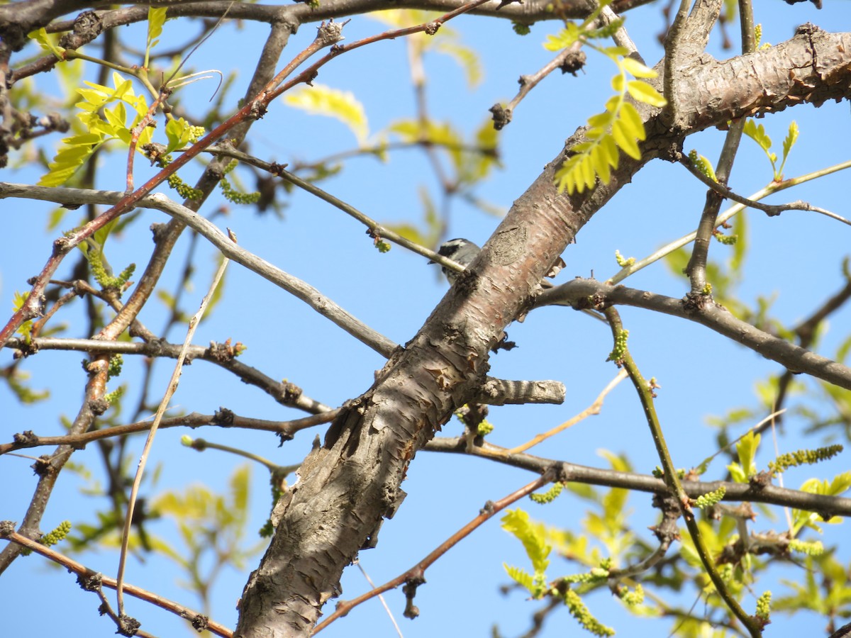 Black-throated Gray Warbler - ML156799331