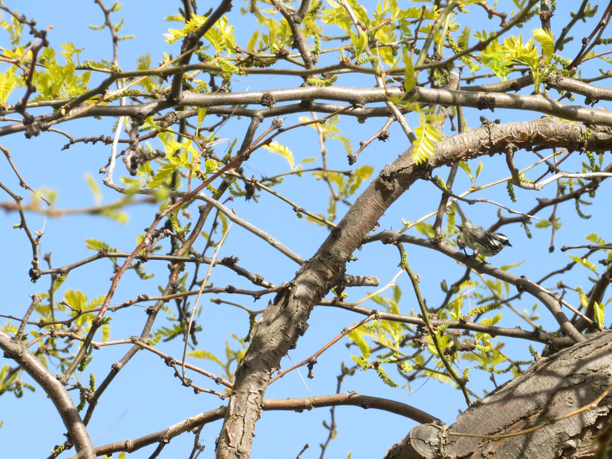 Black-throated Gray Warbler - ML156799381