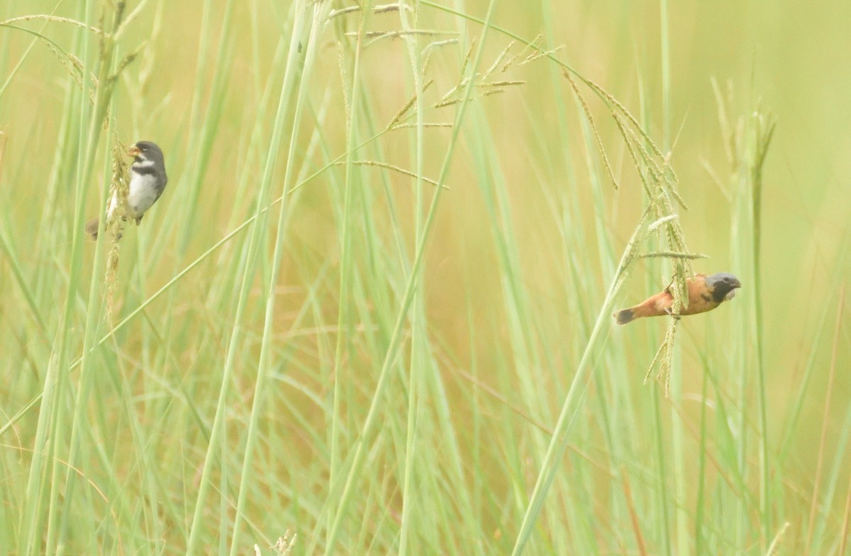 Double-collared Seedeater - ML156800041