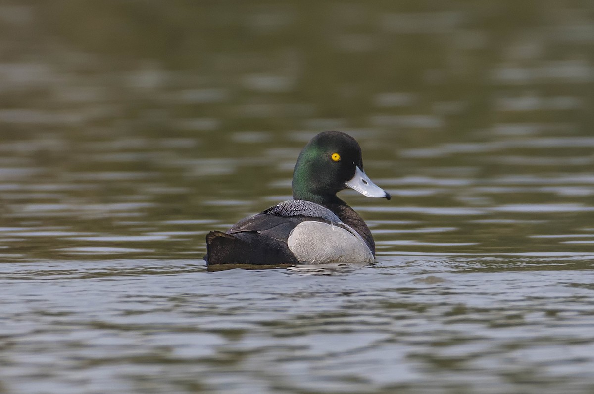Greater Scaup - ML156801661