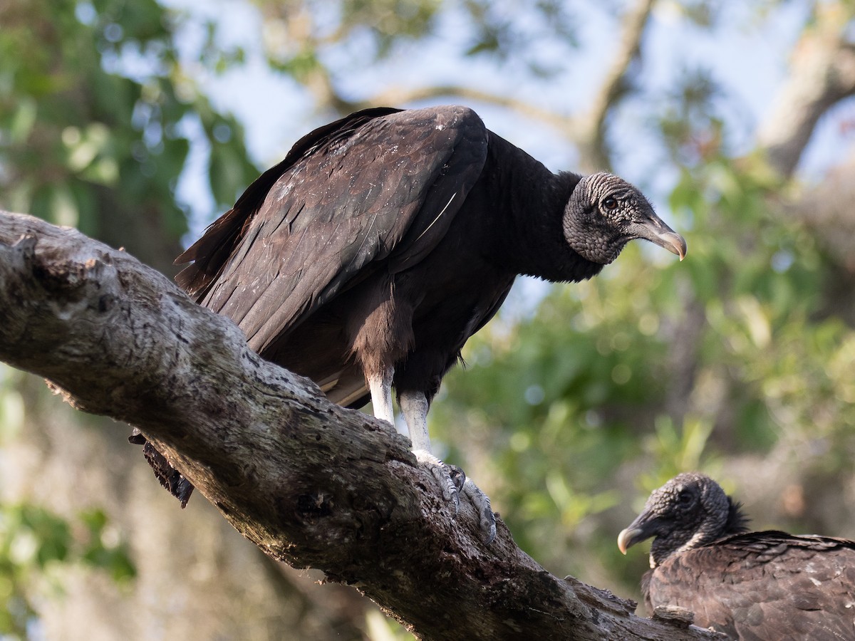 Black Vulture - ML156802241