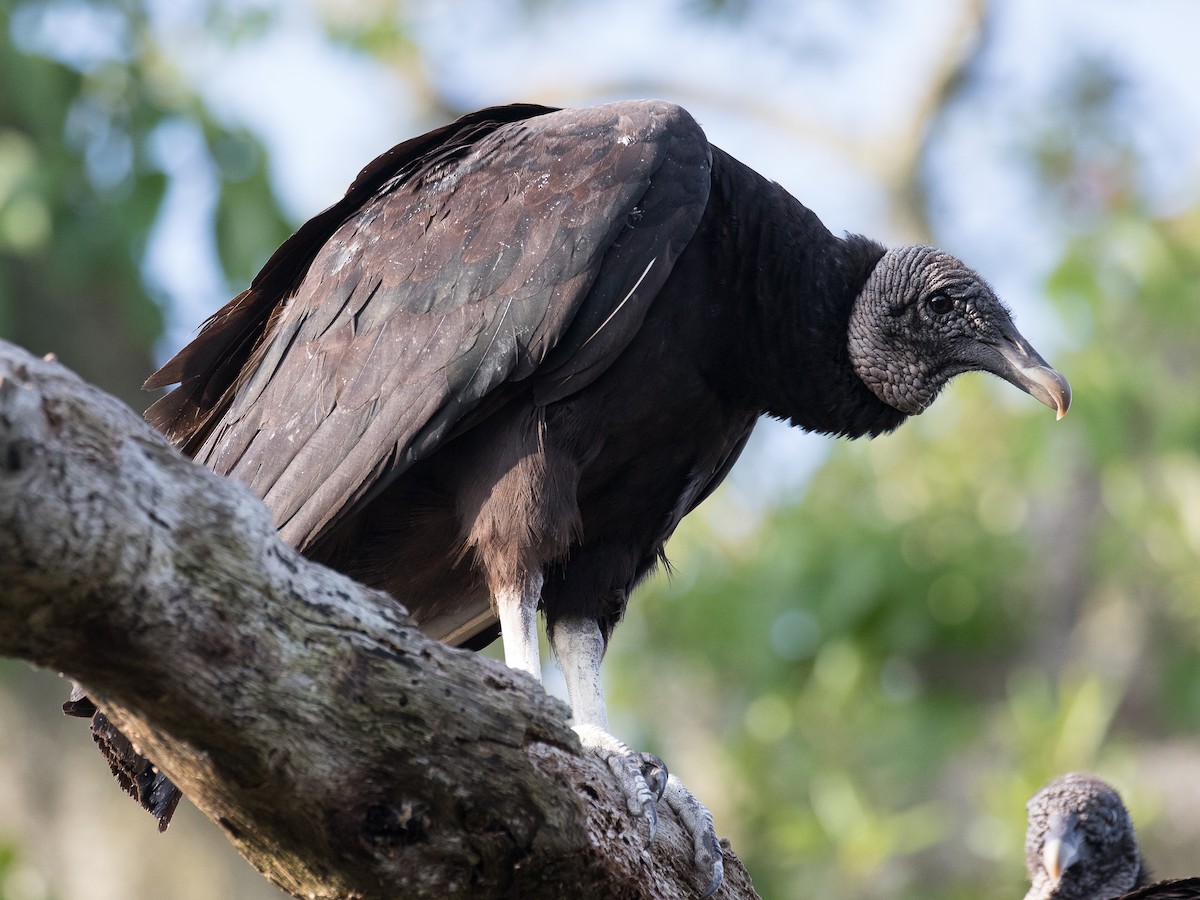 Black Vulture - Lynette Spence