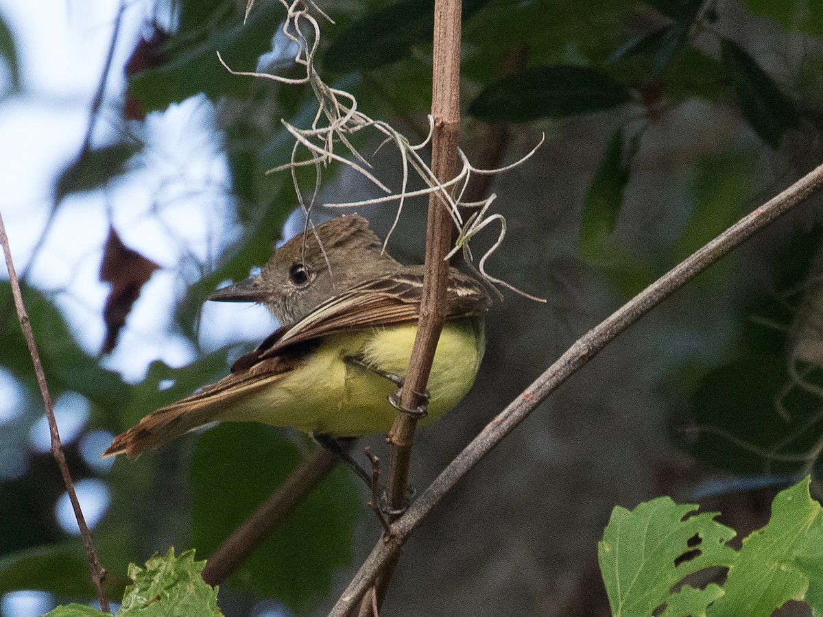 Great Crested Flycatcher - ML156802511