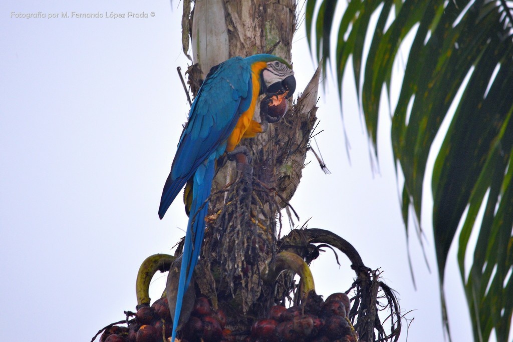 Blue-and-yellow Macaw - Manuel Fernando Lòpez Prada