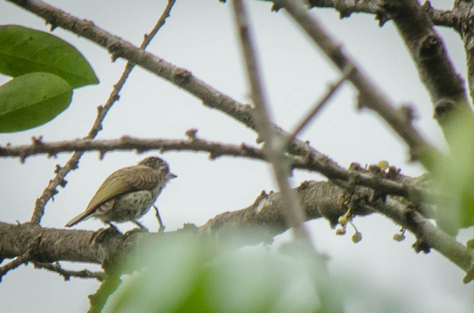 Scaled Piculet - ML156804891