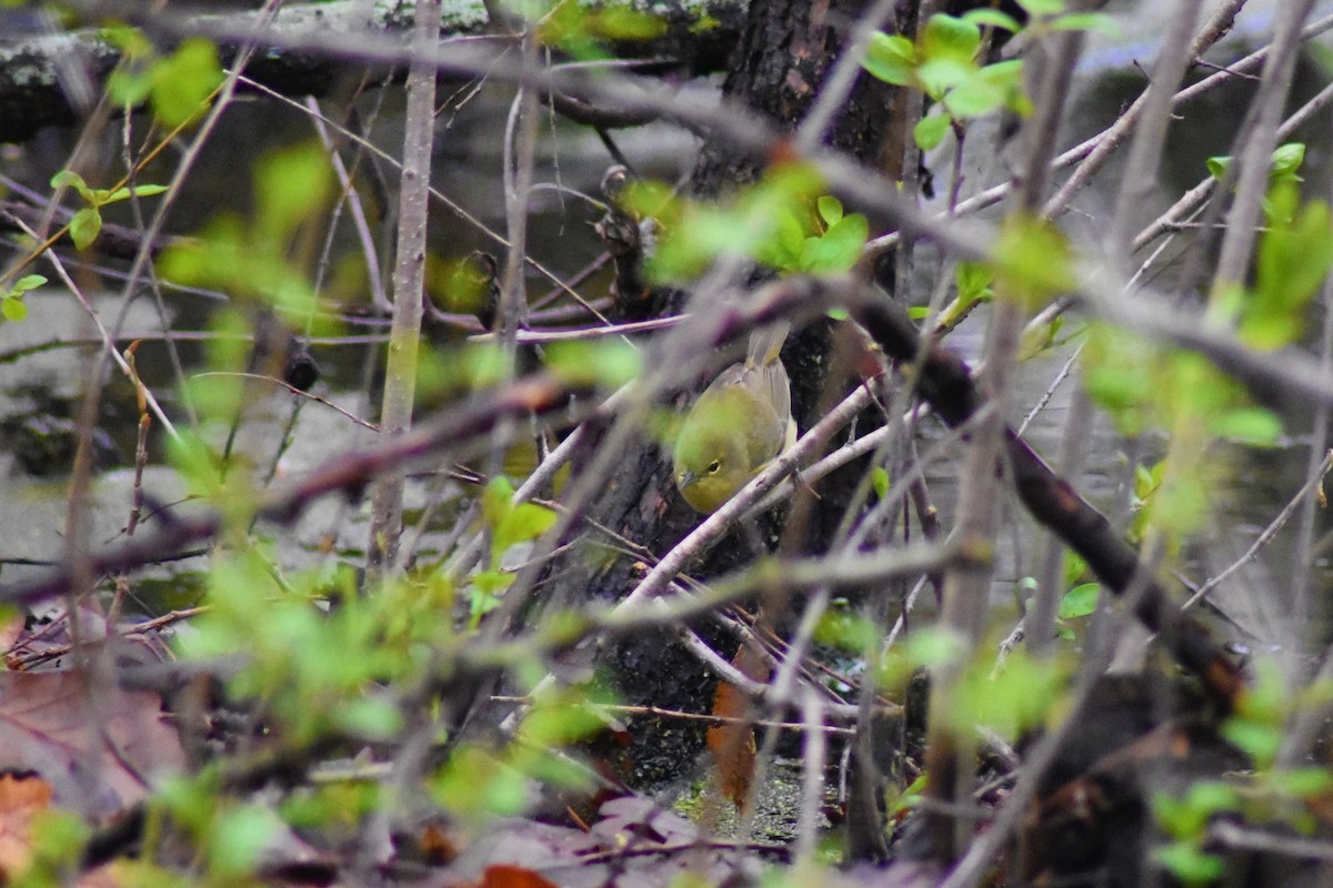 Orange-crowned Warbler - ML156806131