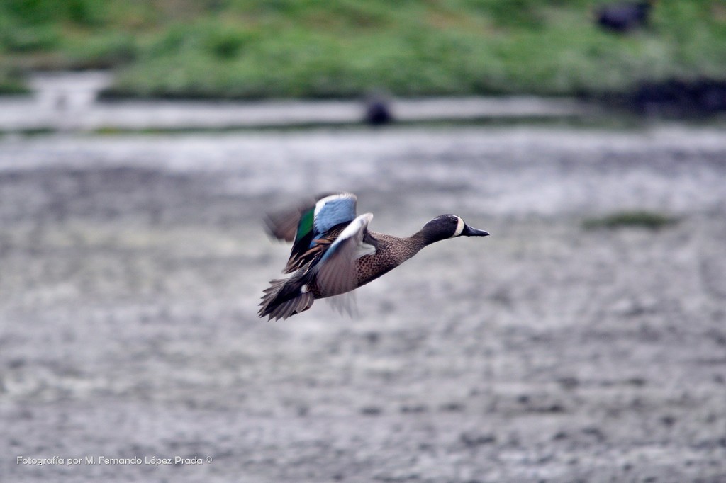 Blue-winged Teal - ML156806291
