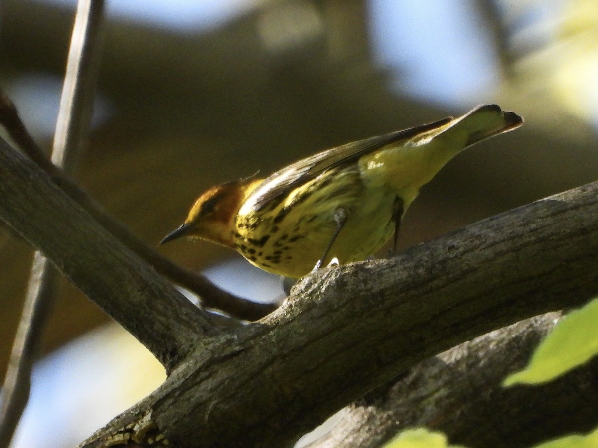 Cape May Warbler - ML156807481