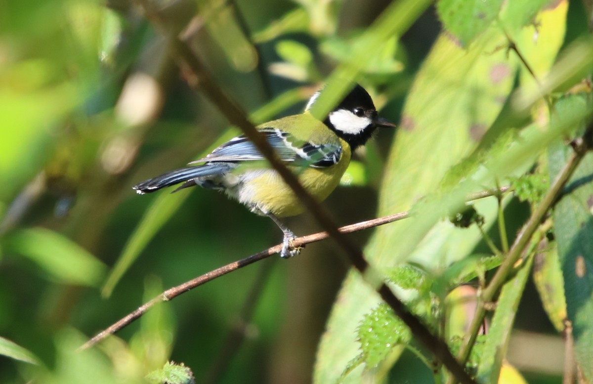 Green-backed Tit - ML156809371