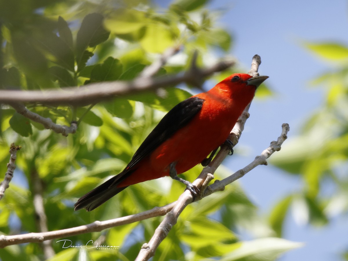 Scarlet Tanager - ML156809981