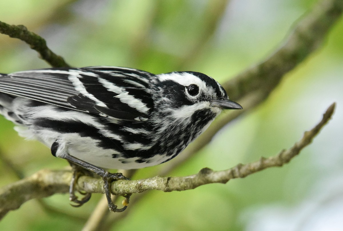 Black-and-white Warbler - ML156812031