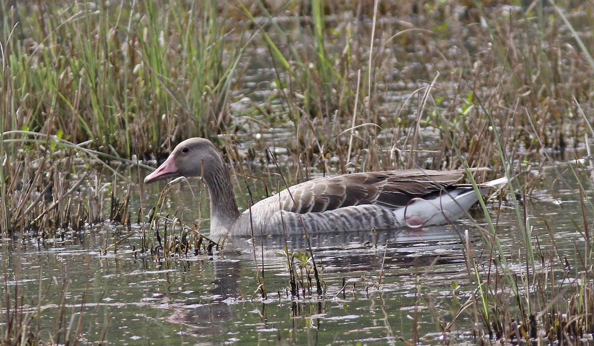 Graylag Goose - Andy Warr