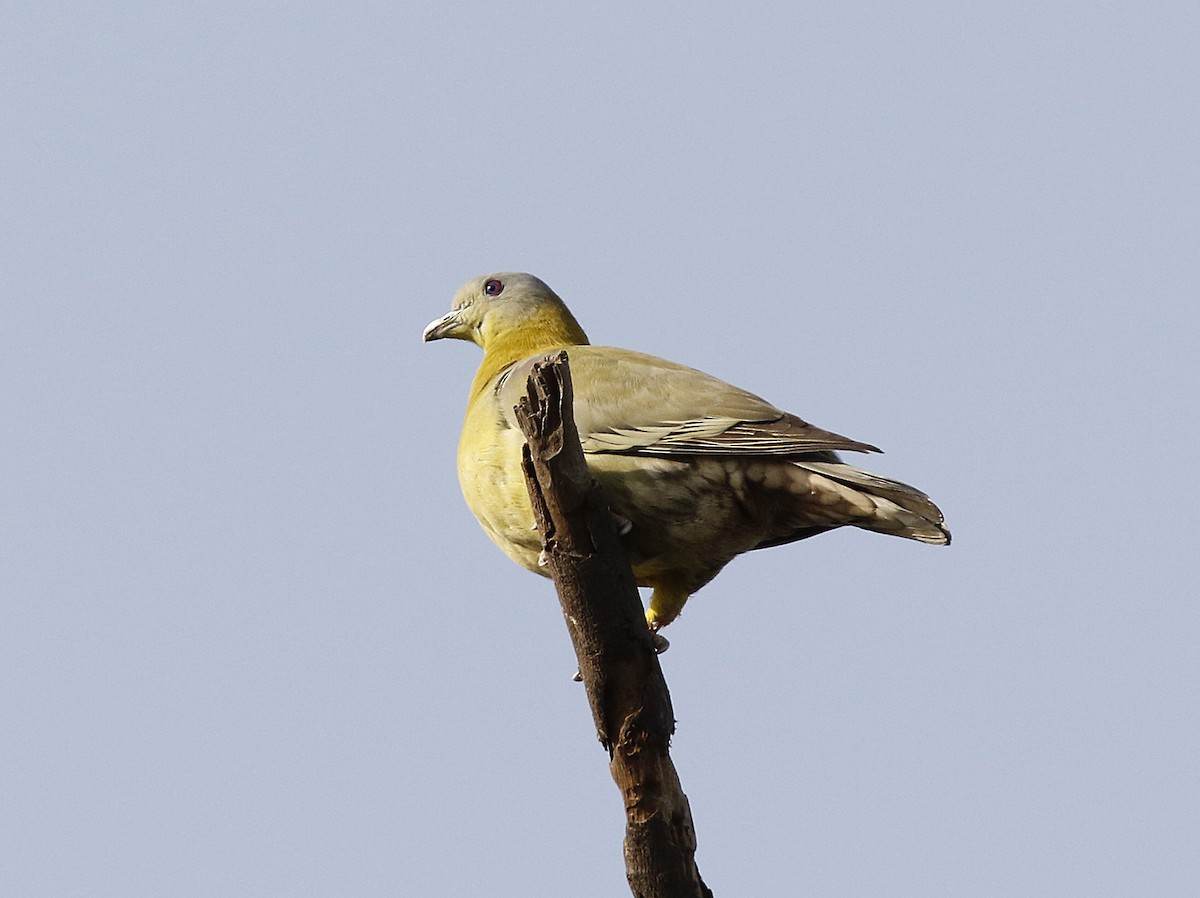 Yellow-footed Green-Pigeon - ML156814361