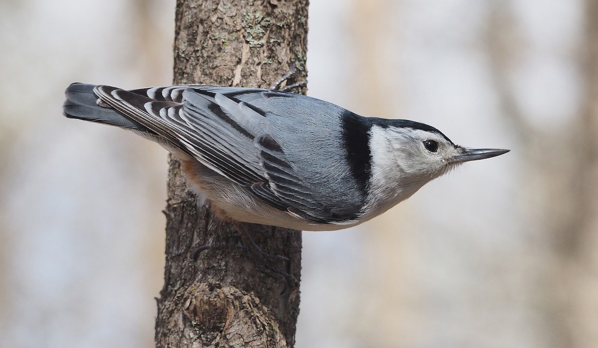 White-breasted Nuthatch - ML156816261