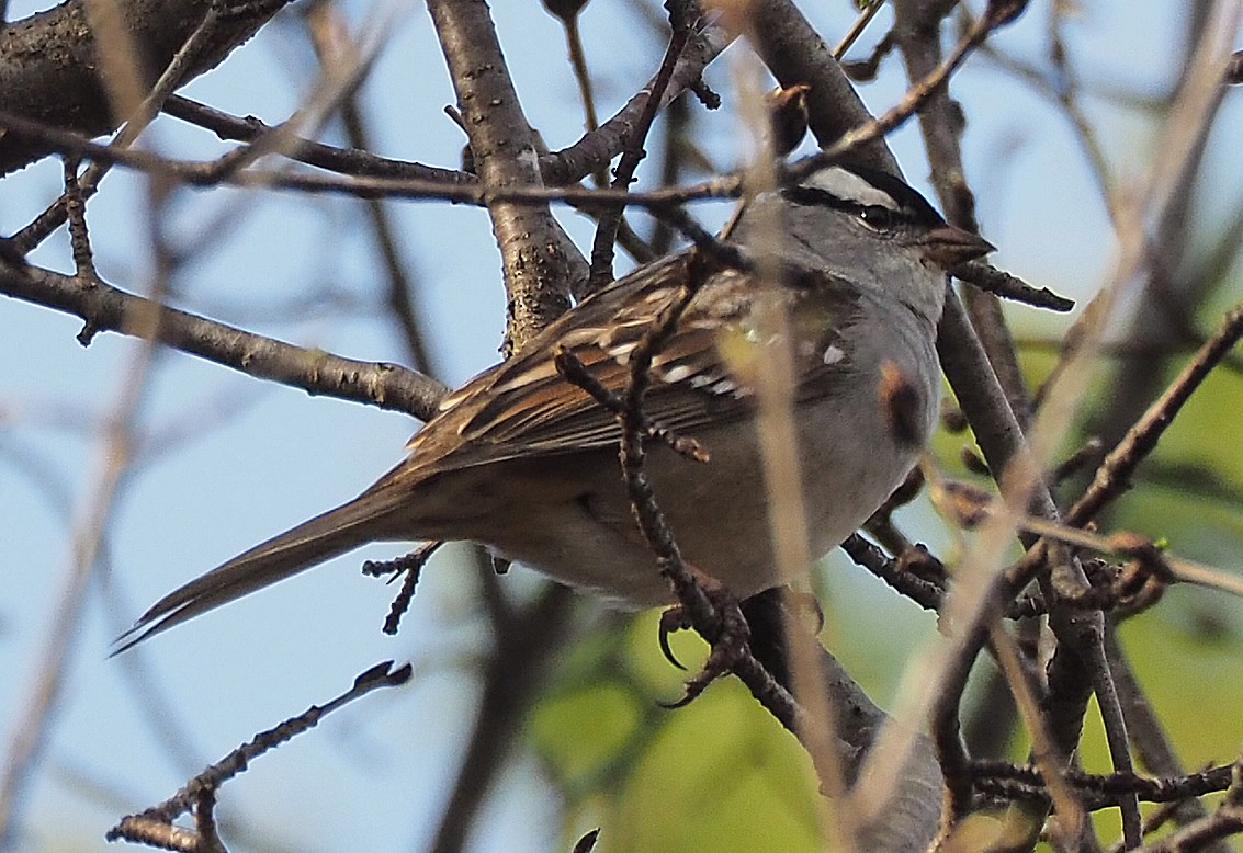 White-crowned Sparrow - Gordon Johnston