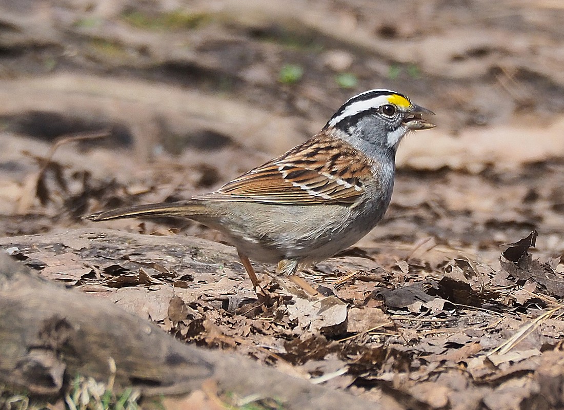 White-throated Sparrow - ML156816781