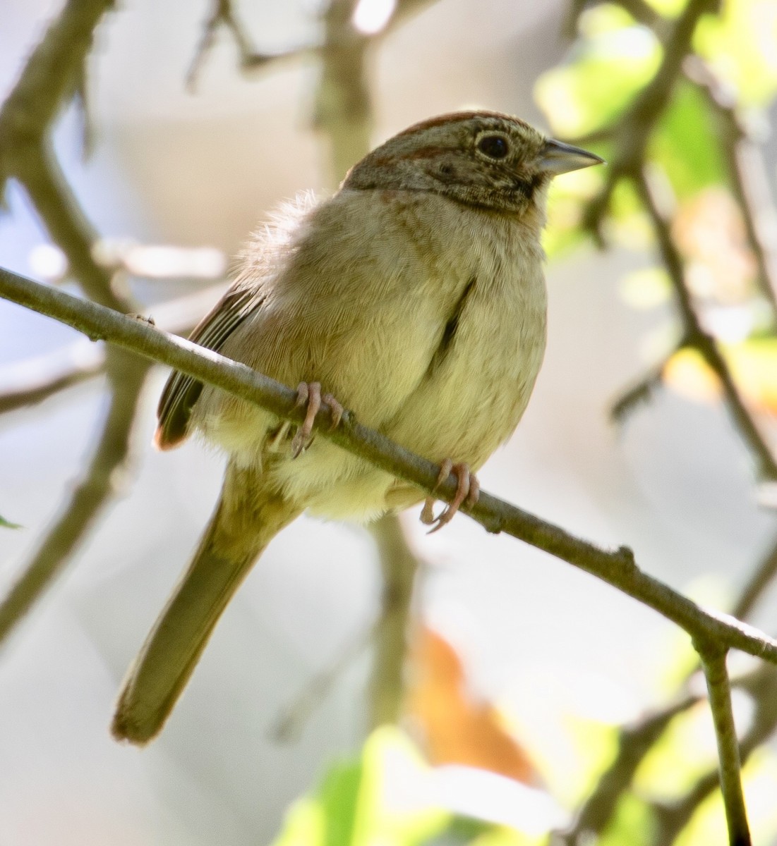 Rufous-crowned Sparrow - Cathy Bleier