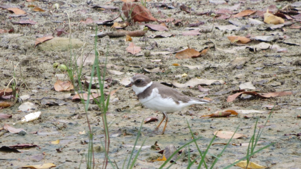Semipalmated Plover - ML156820801