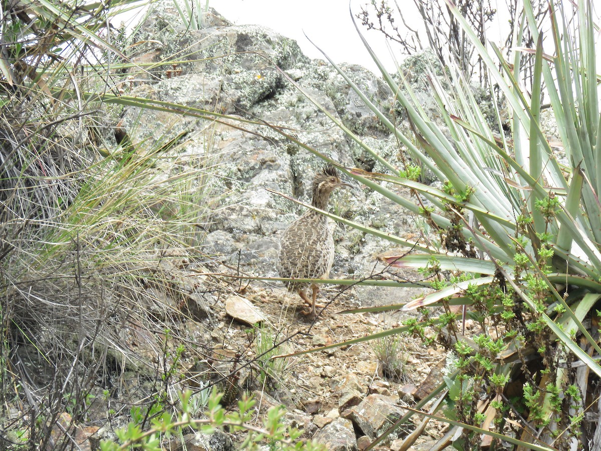 Ornate Tinamou - ML156825951
