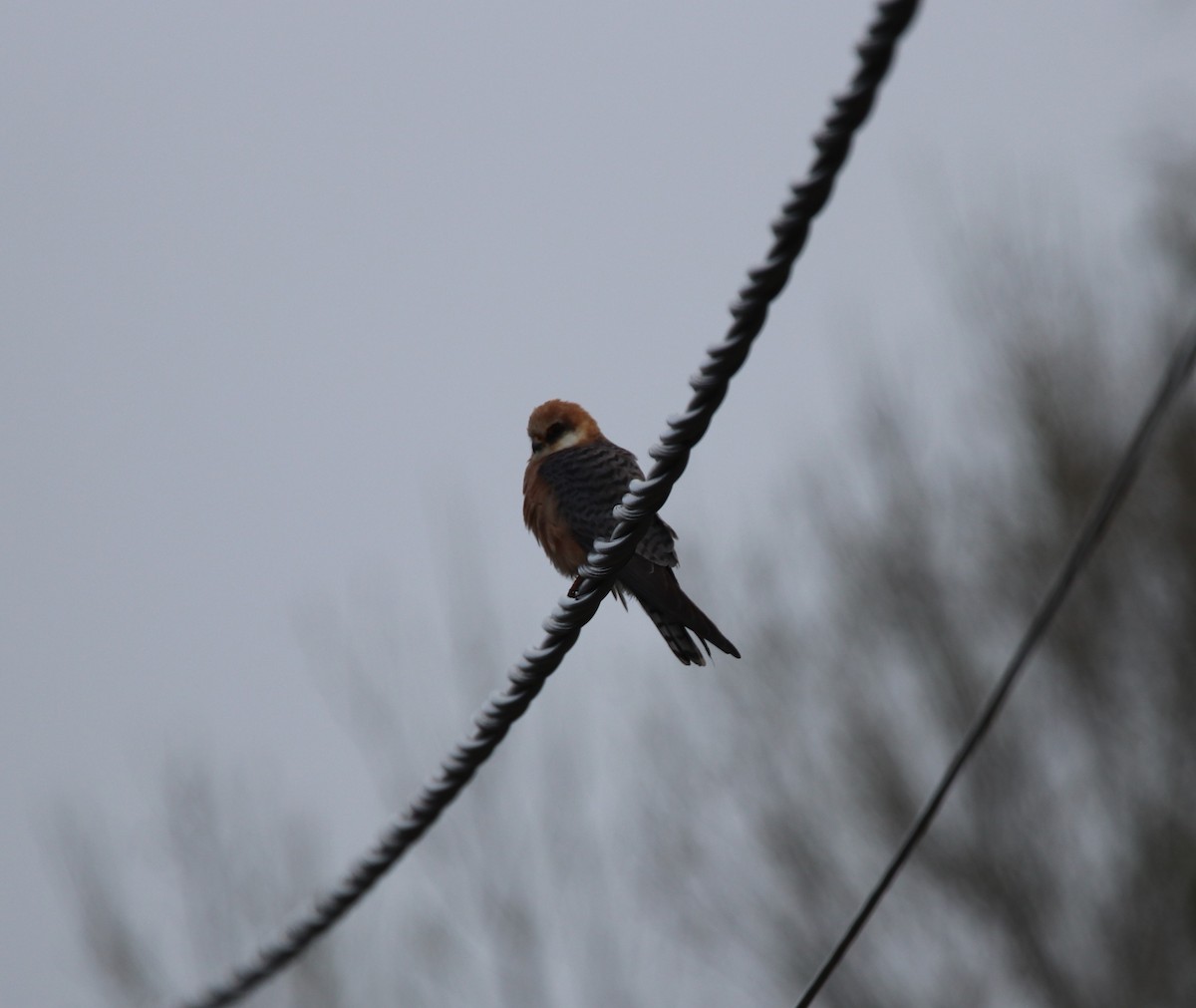 Red-footed Falcon - ML156830461