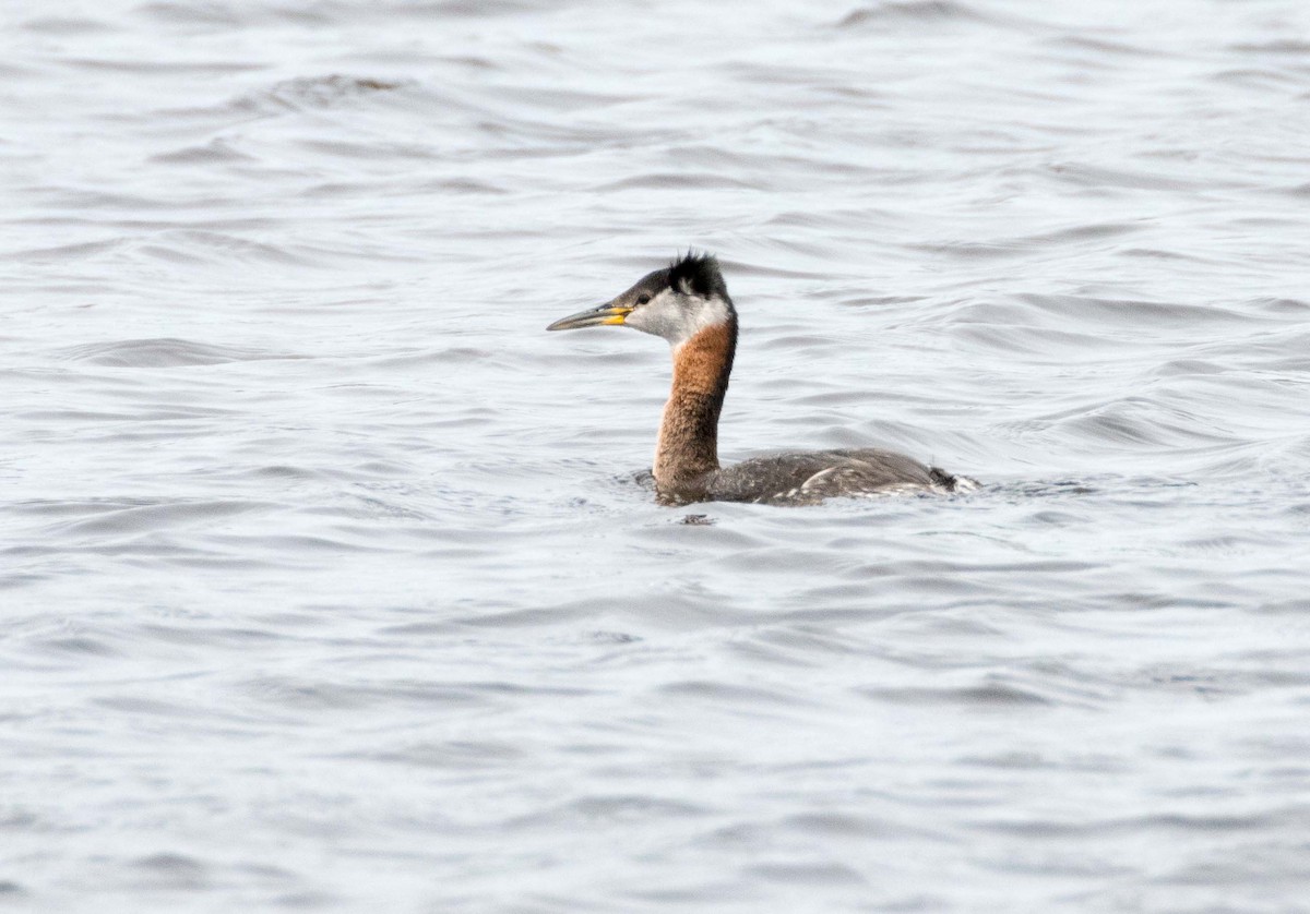 Red-necked Grebe - ML156830771
