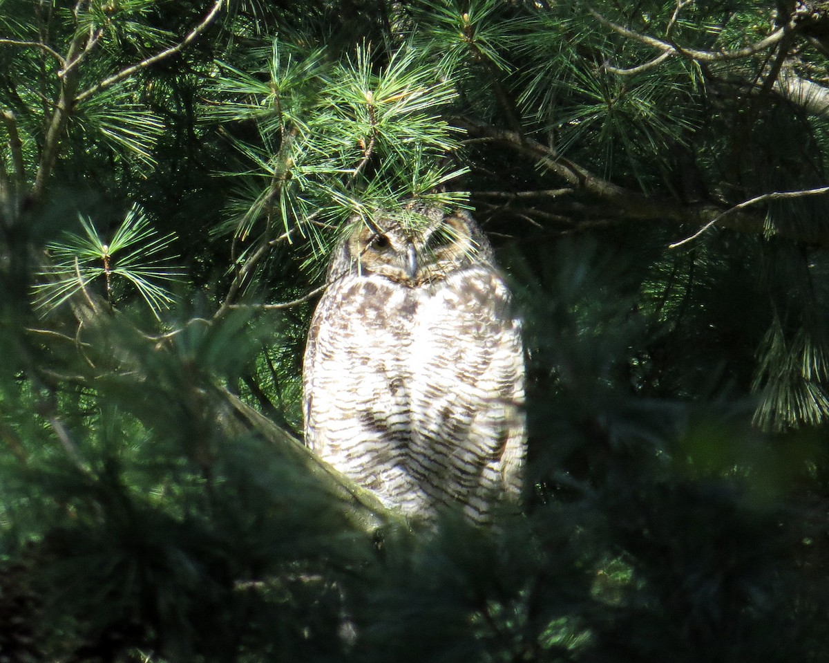 Great Horned Owl - ML156831351