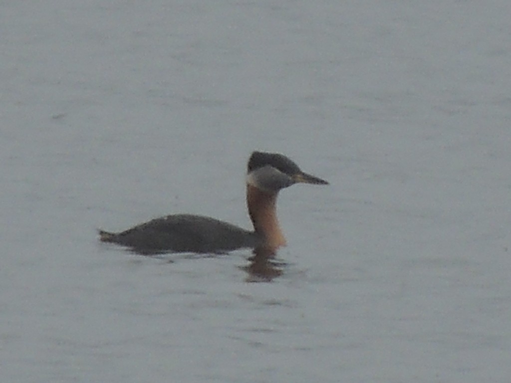 Red-necked Grebe - Sue Wetmore