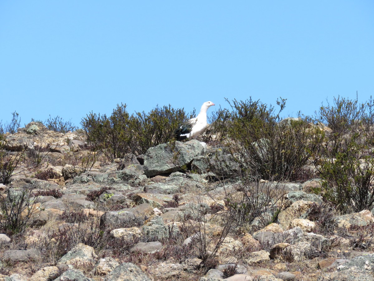 Andean Goose - Reserva Nacional Calipuy - SERNANP