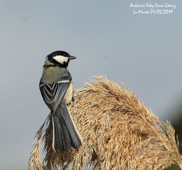 Adult dorsal view (subspecies <em class="SciName notranslate">corsus</em>). - Great Tit - 