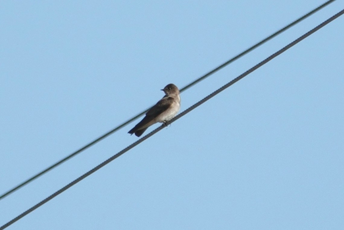 Northern Rough-winged Swallow - deborah grimes
