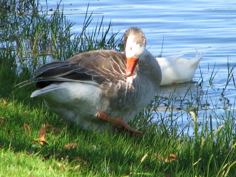 Graylag Goose (Domestic type) - ML156837911