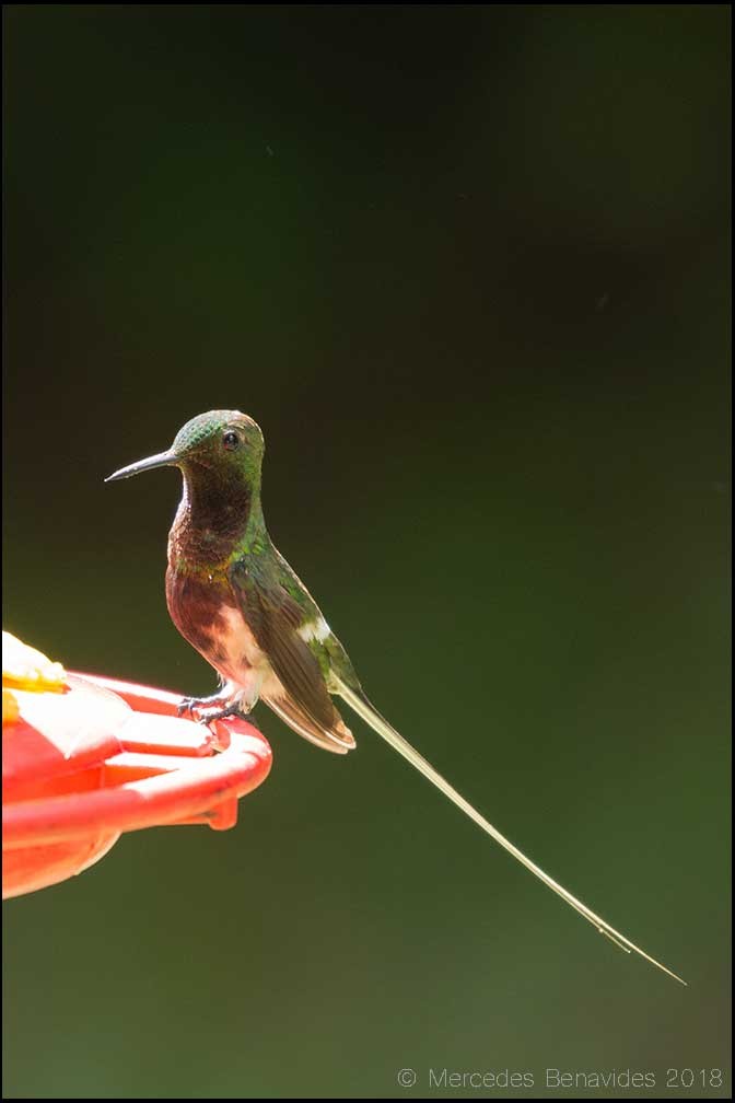 kolibřík nížinný - ML156841991
