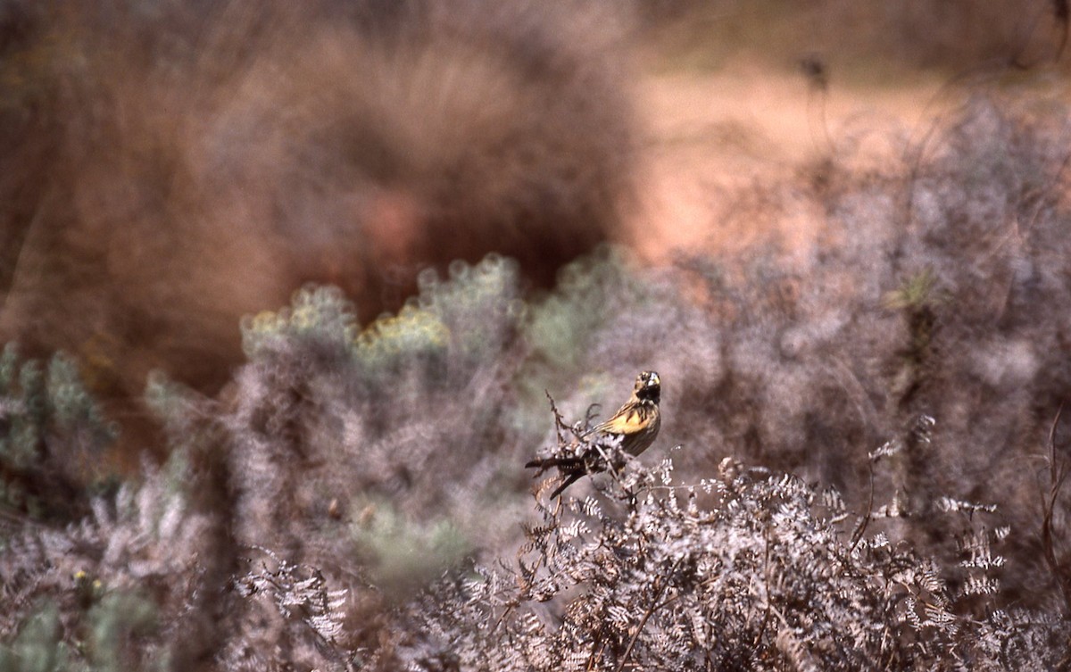 Buff-shouldered Widowbird - Andrew Dobson
