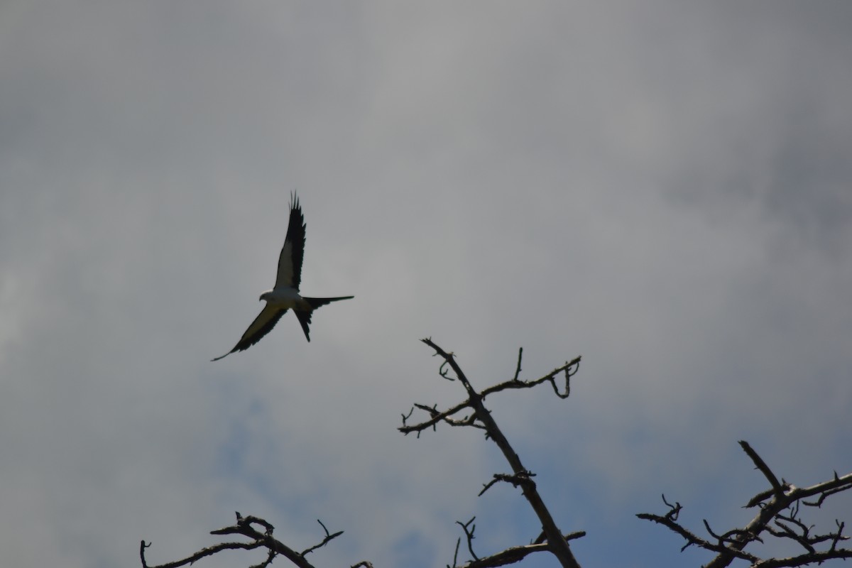 Swallow-tailed Kite - Peggy Cook