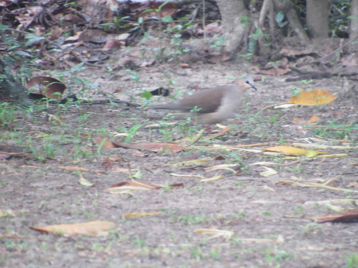 Gray-fronted Dove - ML156845291
