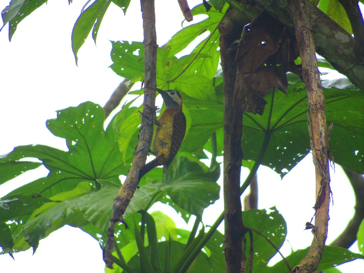 Spot-breasted Woodpecker - ML156846491