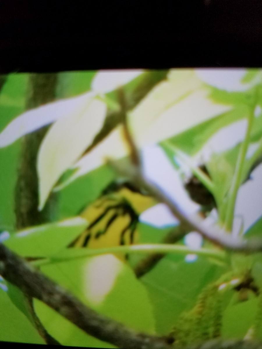 Magnolia Warbler - ML156847191