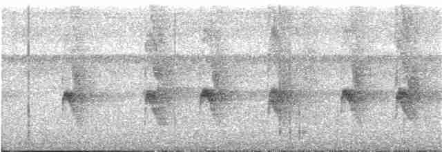 Grauscheitel-Ameisenvogel - ML156847861
