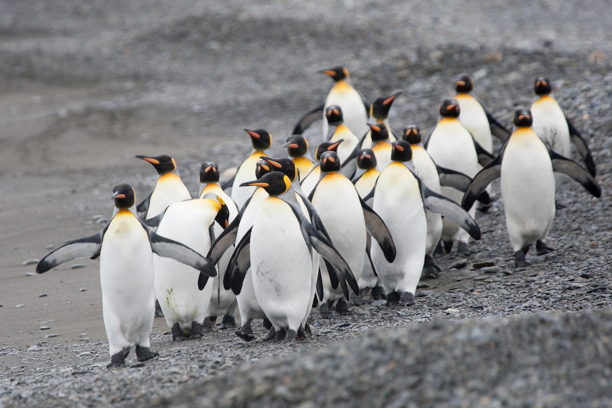 tučňák patagonský - ML156848181