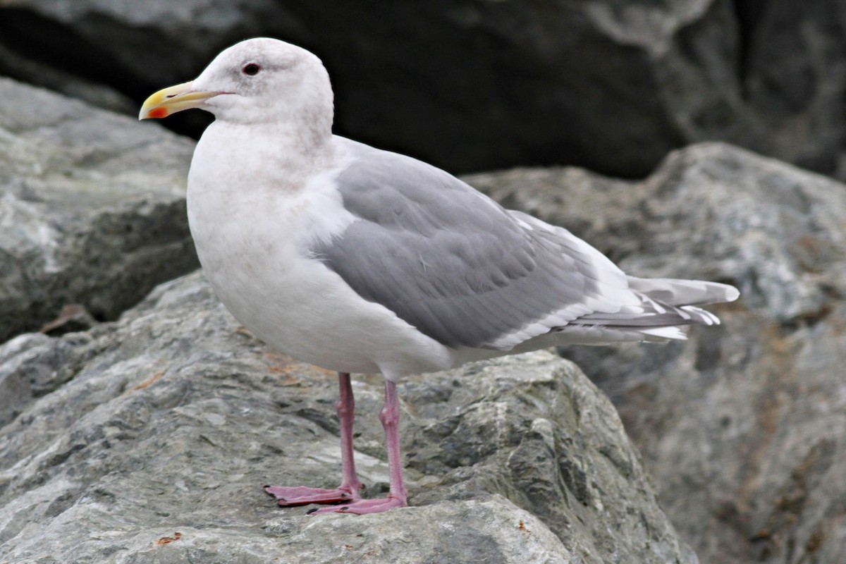 Glaucous-winged Gull - Ginger Spinelli