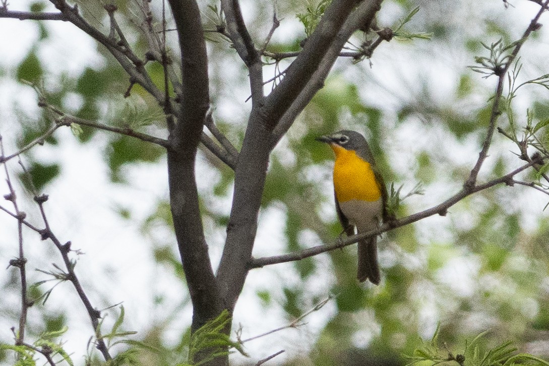 Yellow-breasted Chat - ML156849161