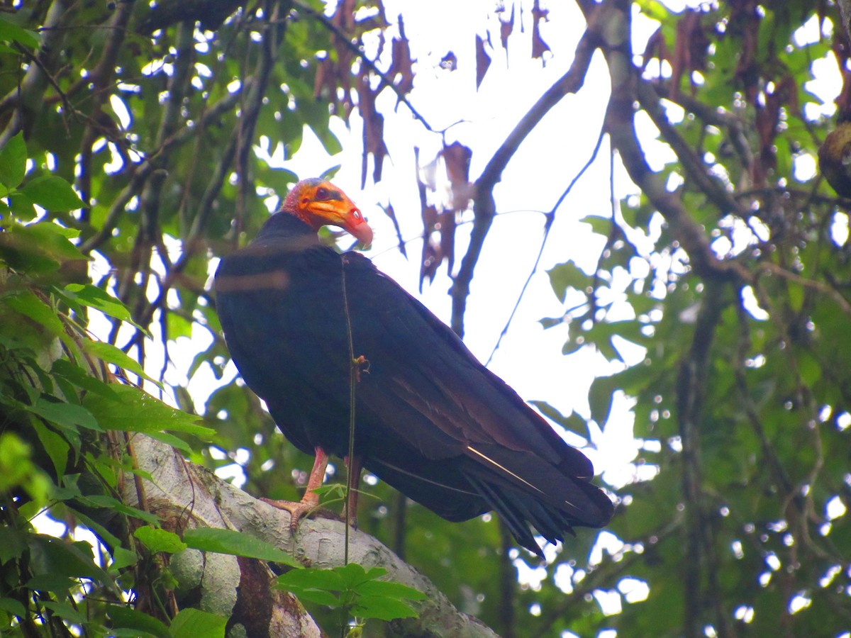 Greater Yellow-headed Vulture - ML156849531