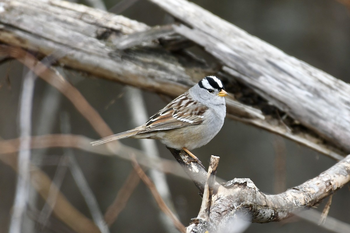 White-crowned Sparrow - Joe Wujcik
