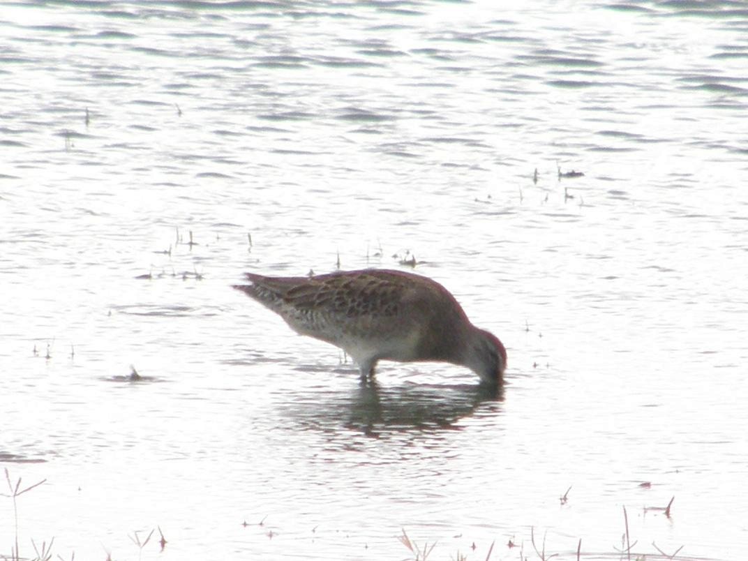 Long-billed Dowitcher - ML156861301