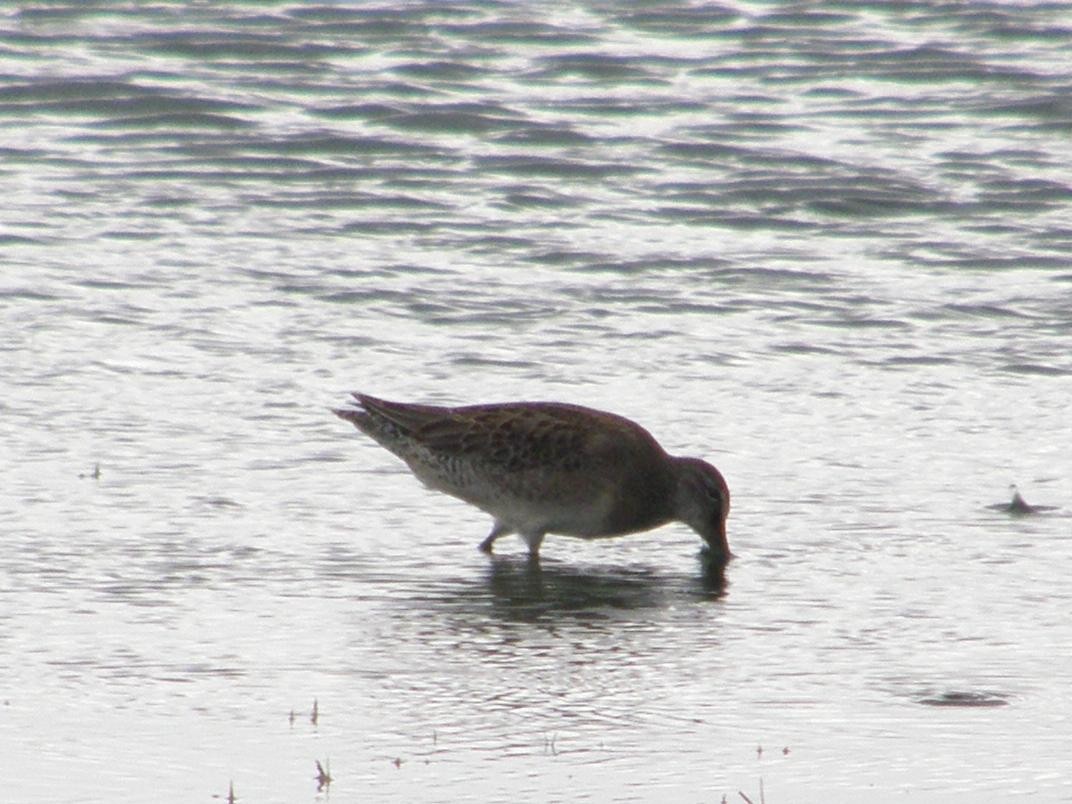 Long-billed Dowitcher - ML156861311