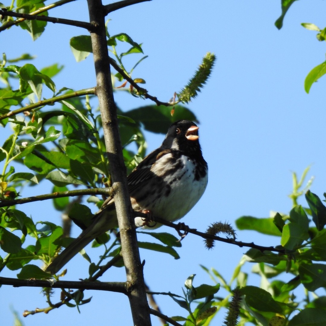 Harris's Sparrow - ML156865411