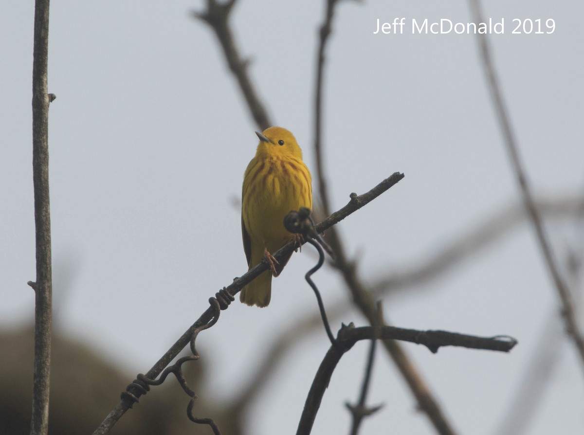 Yellow Warbler - Jeff McDonald